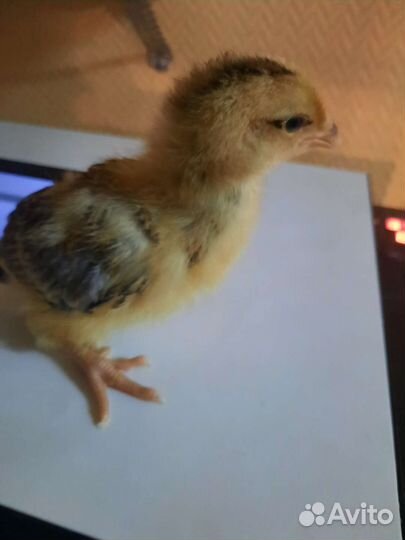 Инкубационное яйцо