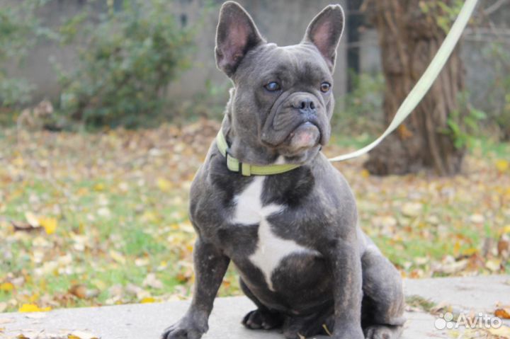 Подрощенный мальчишка французик