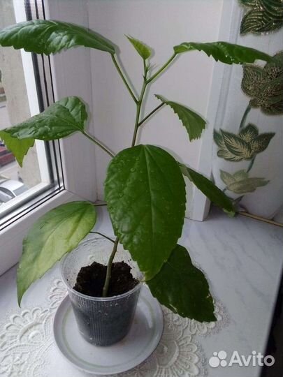 Сансевиерия футура/красная китайская роза