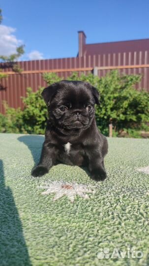 Черный мопс