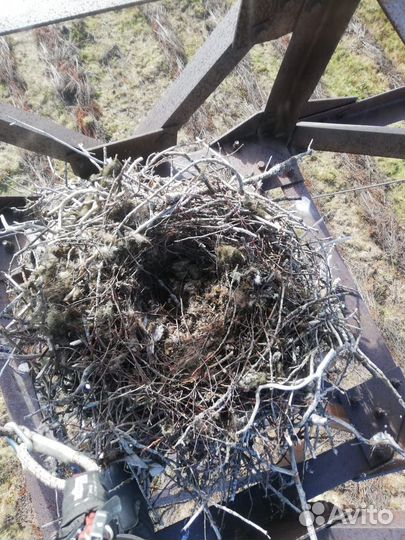 Гнездо ворона