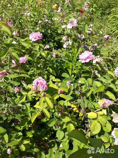 Плетистая роза,цветы многолетники