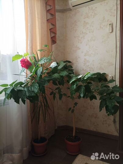 Гибискус китайская роза махровая