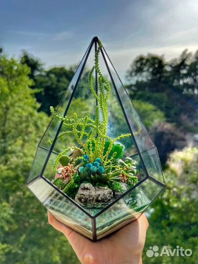 Флорариум, суккуленты