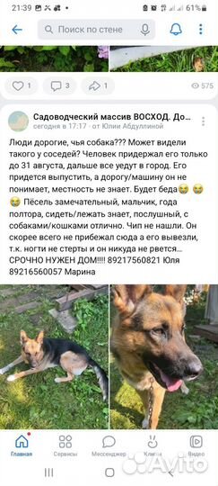 Немецкая овчарка