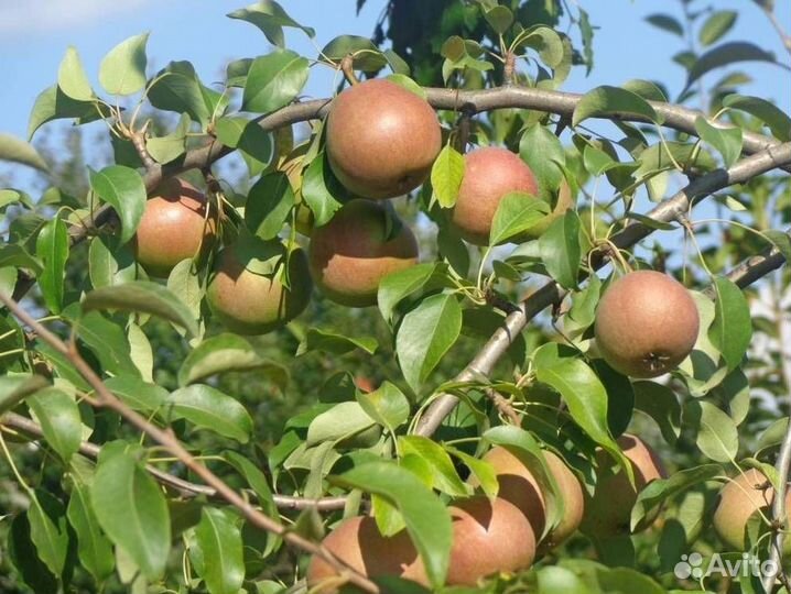 Саженцы груши Елена