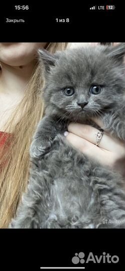 Британская кошка