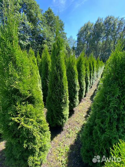 Туя Смарагд 80 см