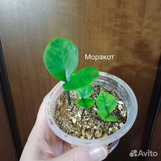 Перья, листья разных сортов Замиокулькаса