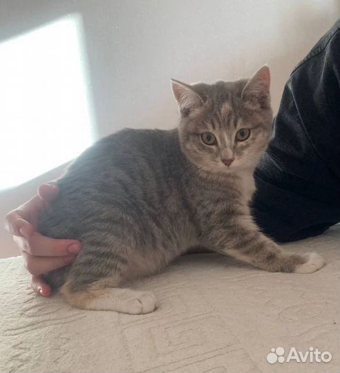 Котятки ищут дома