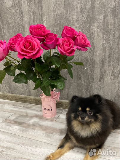 Вязка немецкий шпиц мини