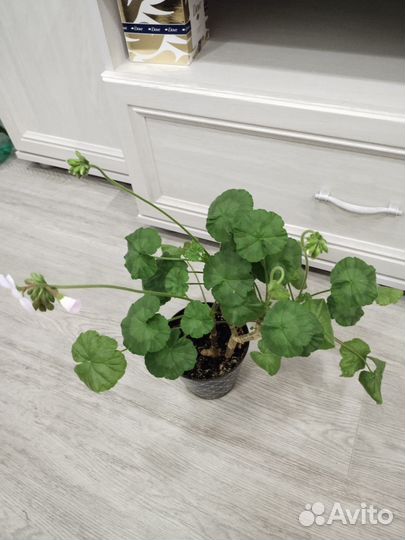 Герань пеларгония