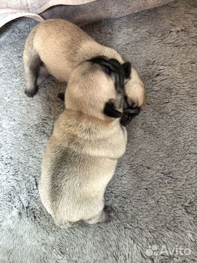 Щенки мопса