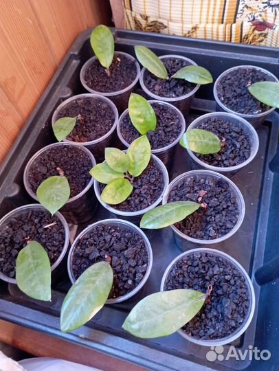 Укорененные черенки замиокулькаса