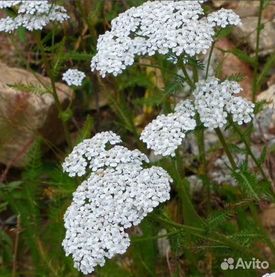 Тысячелистник, разные виды, семена