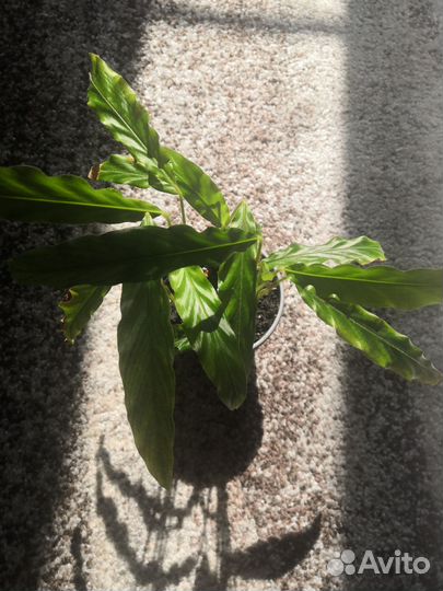 Калатея Руфибарба, Гузмания, Ктенанта