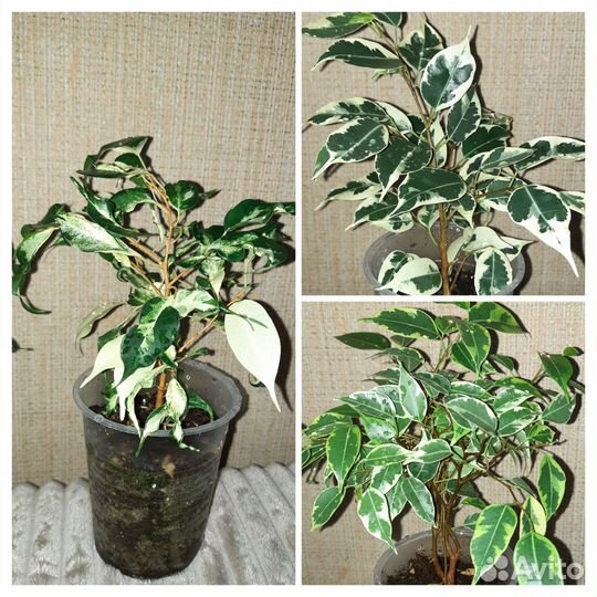 Комнатные растения