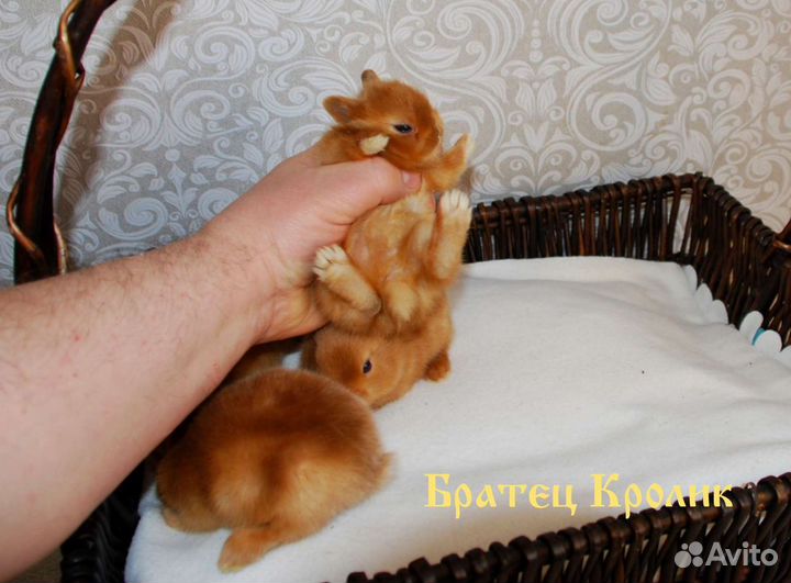Чистопородные сатиновые Карликовые кролики