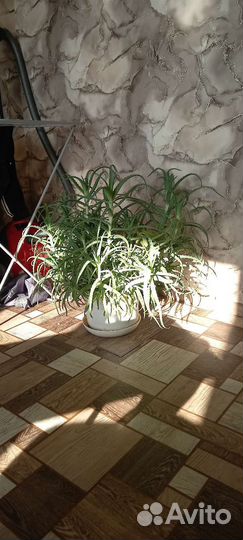 Алоэ столетник