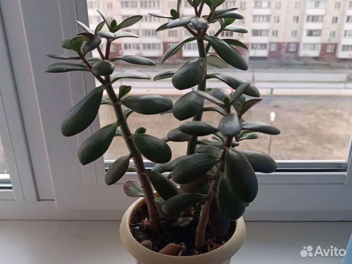 Гибискус китайская роза