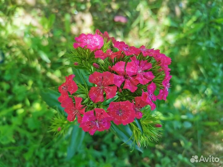 Многолетние цветы