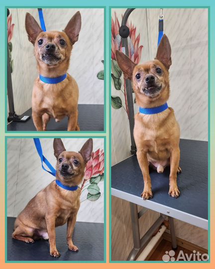 Груминг собак и кошек