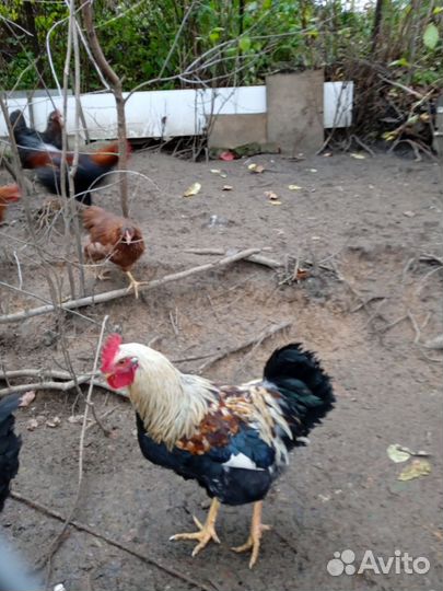 Молодые петухи