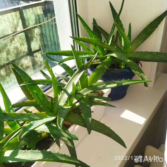 Лечебные растения