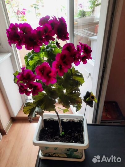 Королевская пеларгония