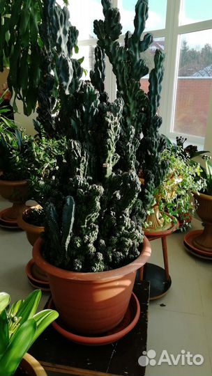 Зимний сад деревья цветы