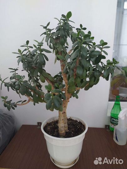 Толстянка, денежное дерево