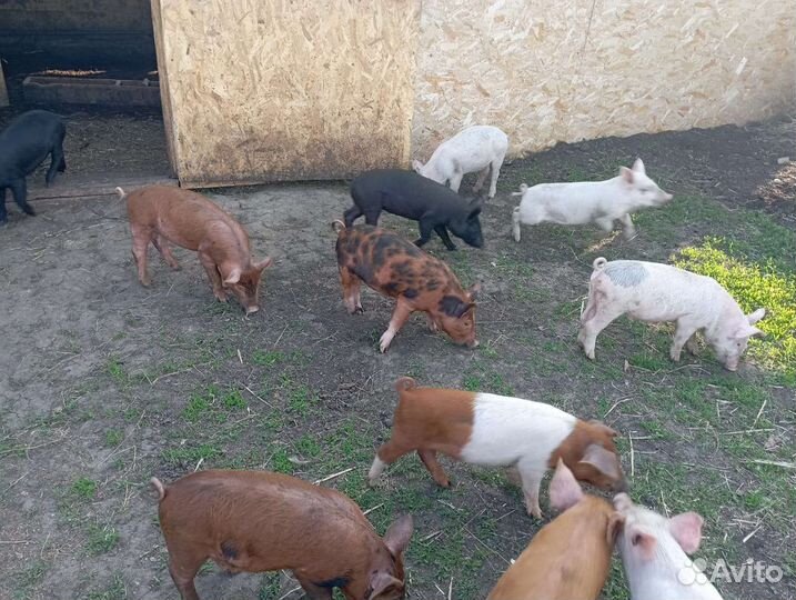 Поросята