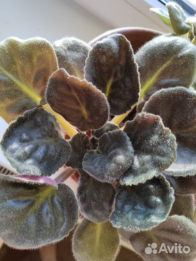 Фиалка комнатные цветы