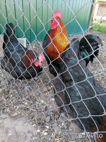 Инкубационное яйцо Черно-медного Марана