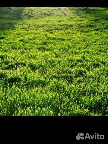 Сено люцерны