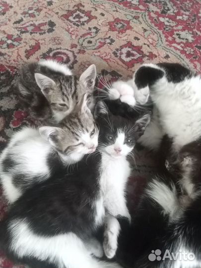 Кошка в дар. Порода Скоттиш Страйт