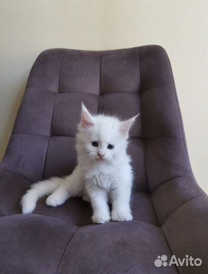 Котята Мейн-кун