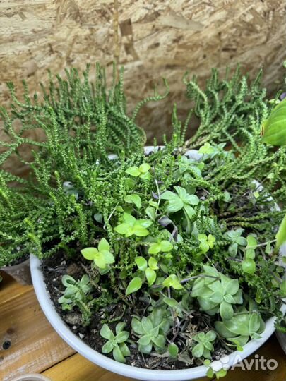 Комнатные цветы