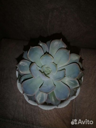 Эхеверия (суккулент) каменная роза