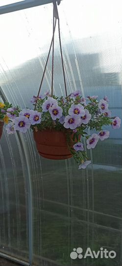 Рассада, цветы