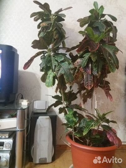 Цветы для офиса, дома, дачи