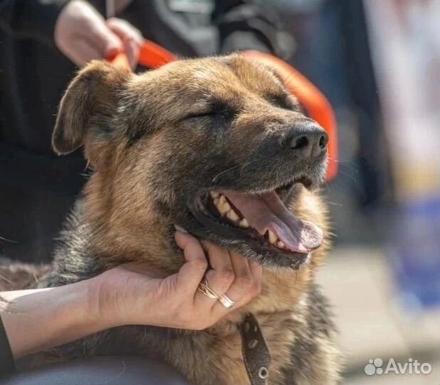 Овчарка фенотип в дар
