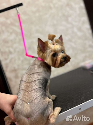 Грумер стрижка собак