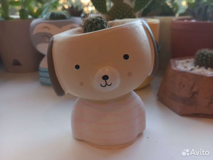 Кактусы и суккуленты