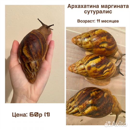 Улитки ахатины