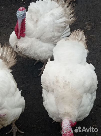 Продам индюков