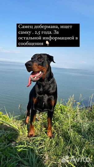 Доберман вязка