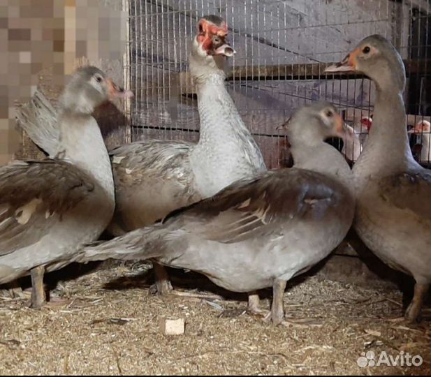 Продам индоуток