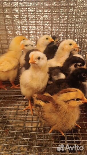 Цыплята суточные подрощенные домашние