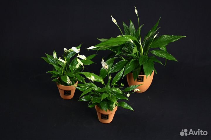 Комнатные растения